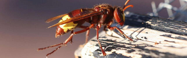 Cagliari, 17enne punta da vespa va in shock anafilattico: medico calato da elicottero la salva