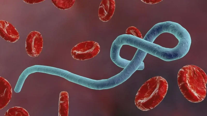 L’OMS alza a “molto elevato” il livello di rischio dell’epidemia di Ebola nella RDC