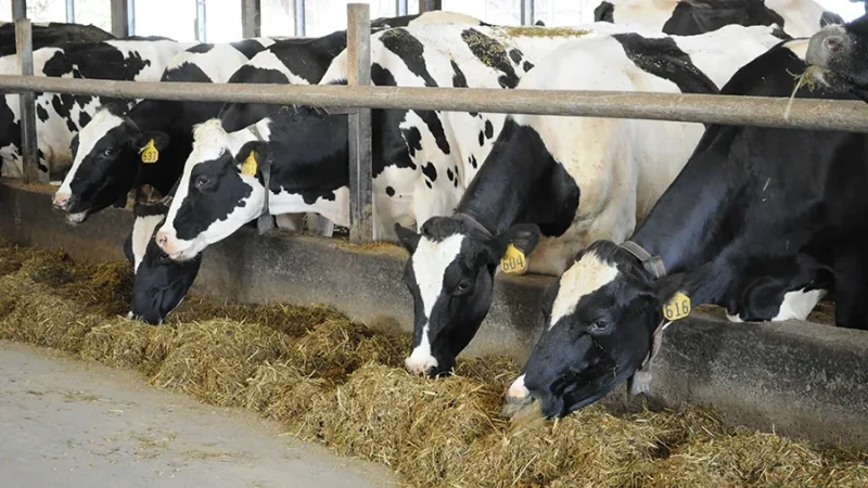 L’Italia rafforza la cooperazione agricola con la Tunisia attraverso il progetto “Zavet”